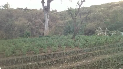 Dime low land Onion plantation / ሹንግርቶ  ማማንሥም ቦሳ ሺሻ  ኧሆ ብን\     በሹንግርት  ውስጥ  አርም  ጨርሶ ትቶ  ወደ ቤት  ሂዶዋል ። 